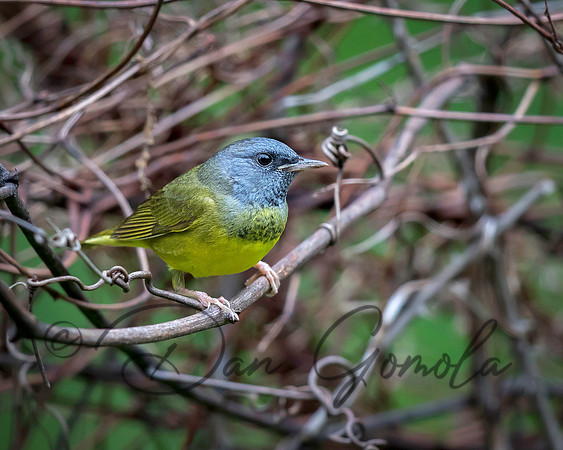 Mourning Warbler