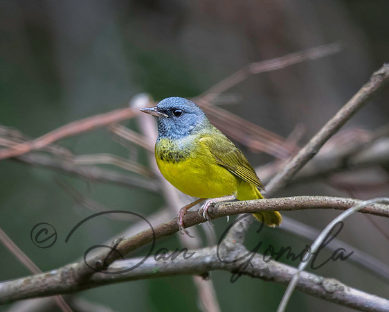 Mourning Warbler