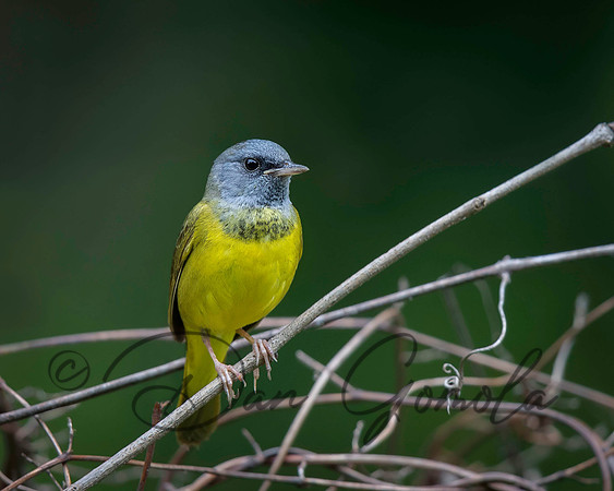 Mourning Warbler