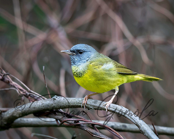 Mourning Warbler