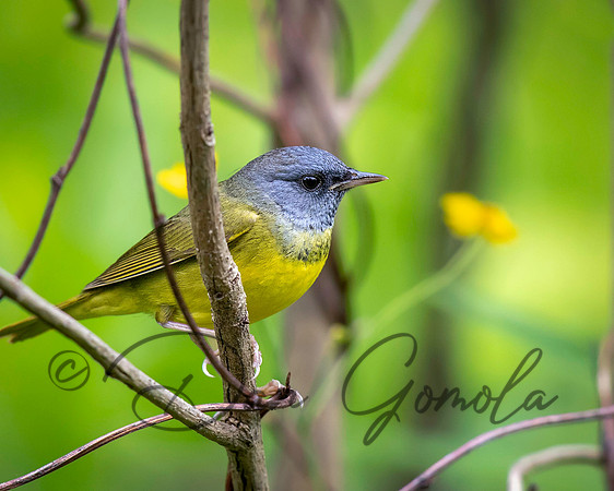 Mourning Warbler