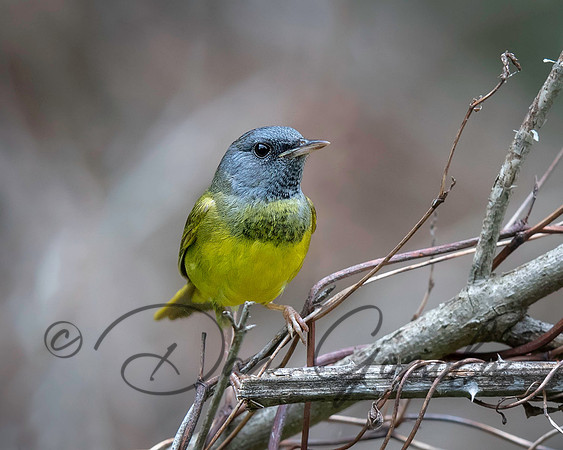 Mourning Warbler