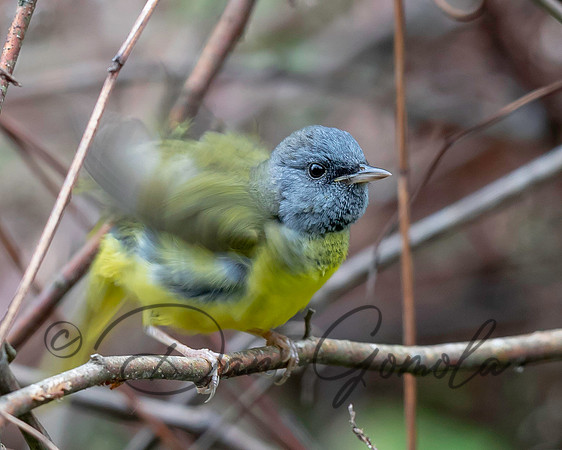 Mourning Warbler