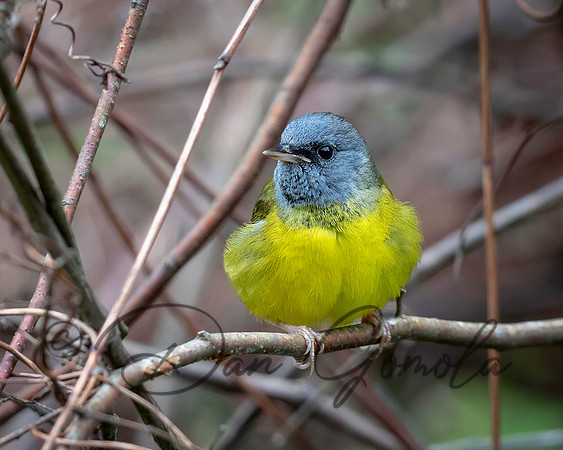 Mourning Warbler