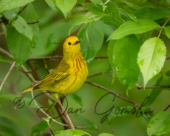 Yellow Warbler