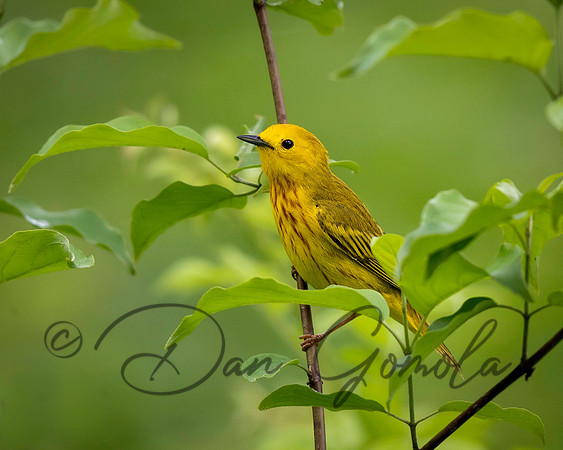 Yellow Warbler