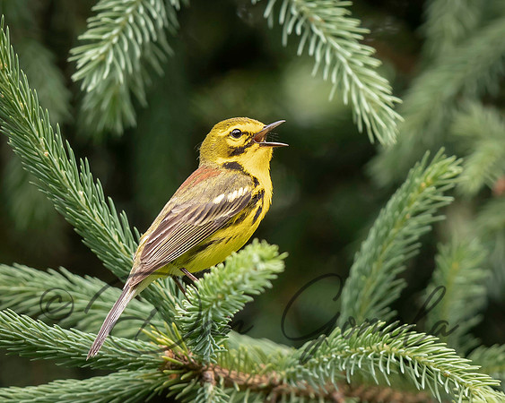 Prairie Warbler