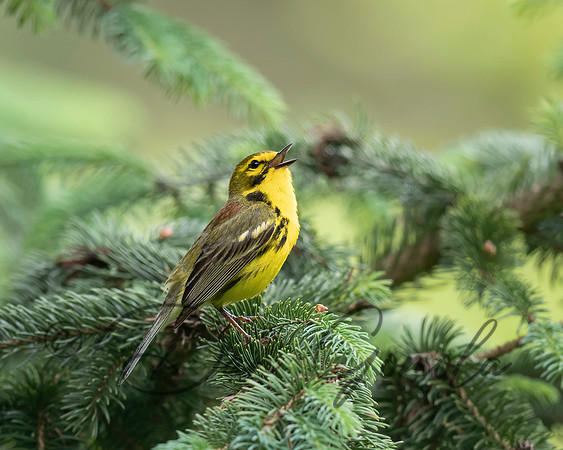 Prairie Warbler