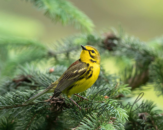 Prairie Warbler