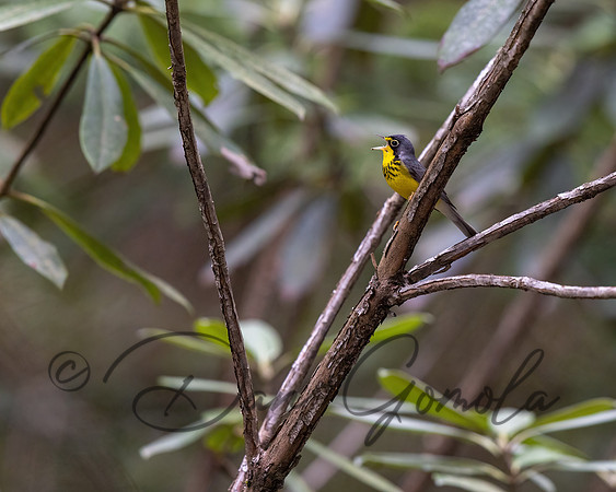 Canada Warbler