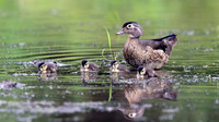 Wood Duck