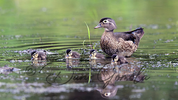 Wood Duck