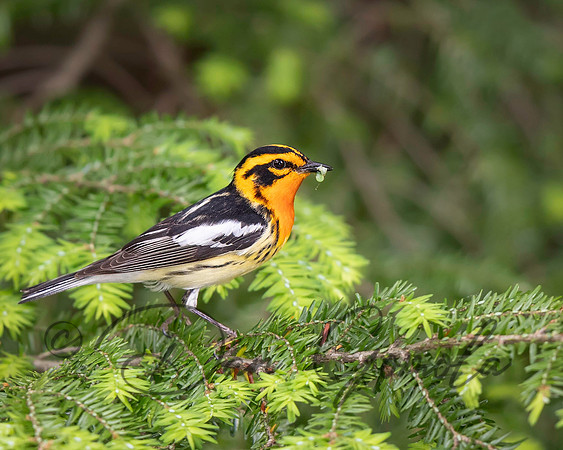 Blackburnian Warbler