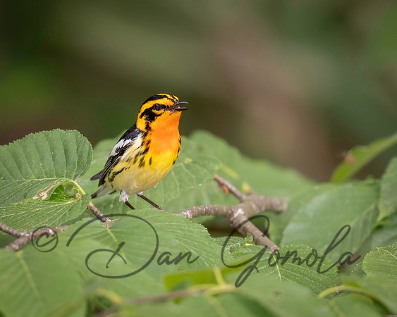 Blackburnian Warbler