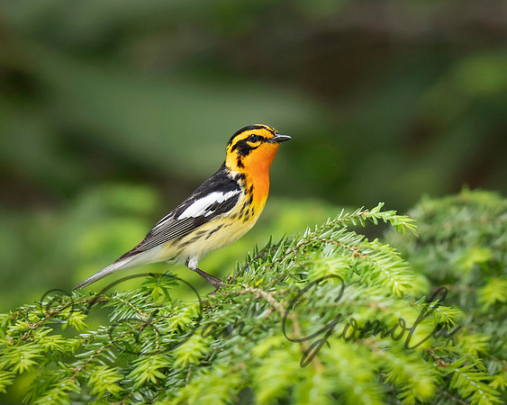 Blackburnian Warbler