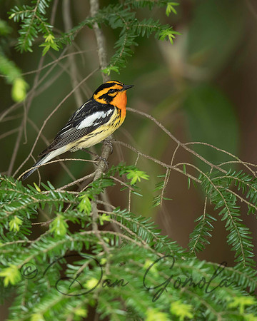 Blackburnian Warbler