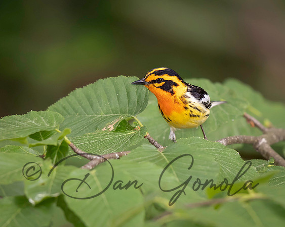 Blackburnian Warbler