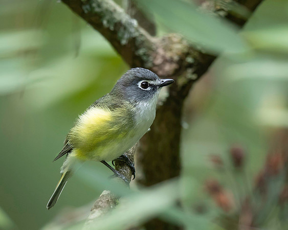 Blue-headed Vireo
