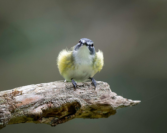 Blue-headed Vireo