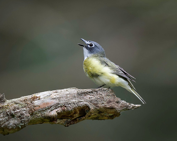 Blue-headed Vireo