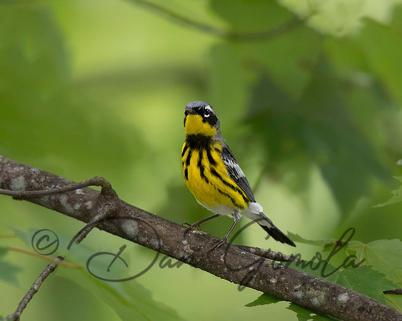 Magnolia Warbler