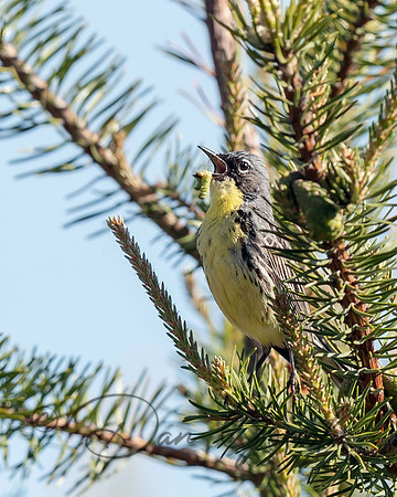 Kirtland's Warbler