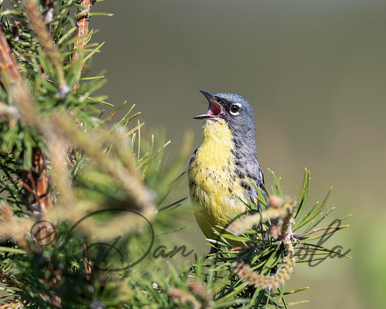 Kirtland's Warbler
