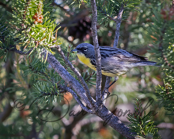 Kirtland's Warbler