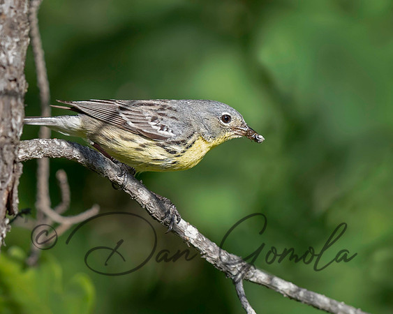 Kirtland's Warbler