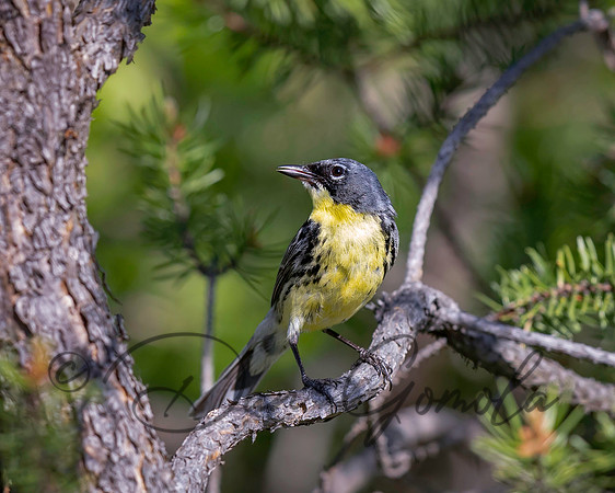 Kirtland's Warbler