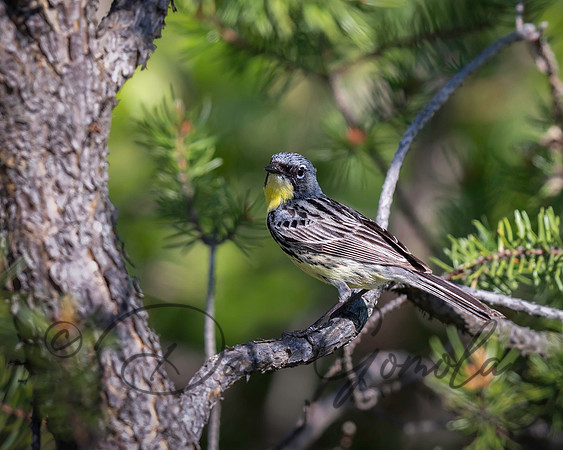 Kirtland's Warbler