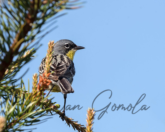 Kirtland's Warbler