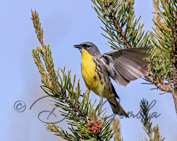 Kirtland's Warbler
