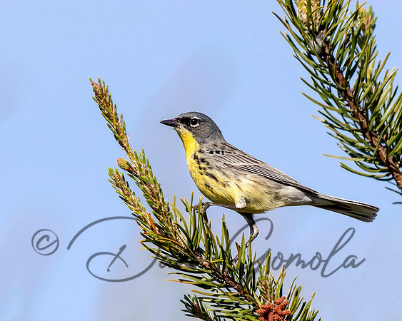 Kirtland's Warbler