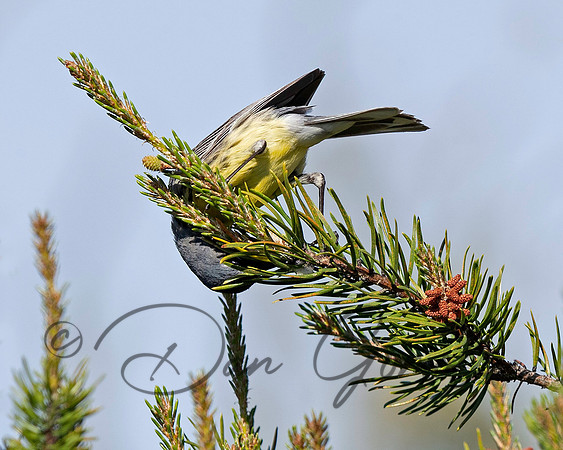 Kirtland's Warbler
