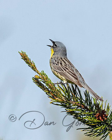 Kirtland's Warbler
