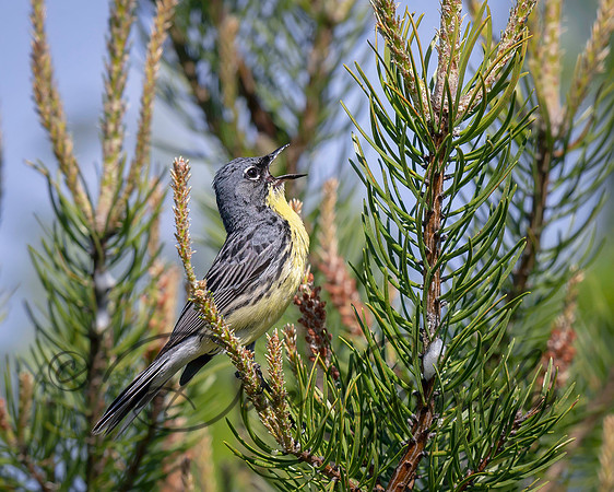 Kirtland's Warbler