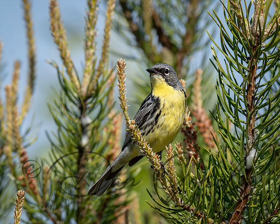 Kirtland's Warbler