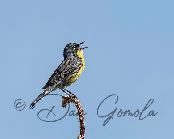 Kirtland's Warbler