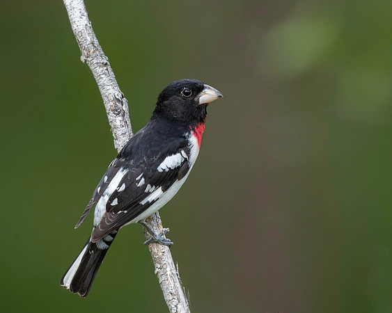 Rose-breasted Grosbeak