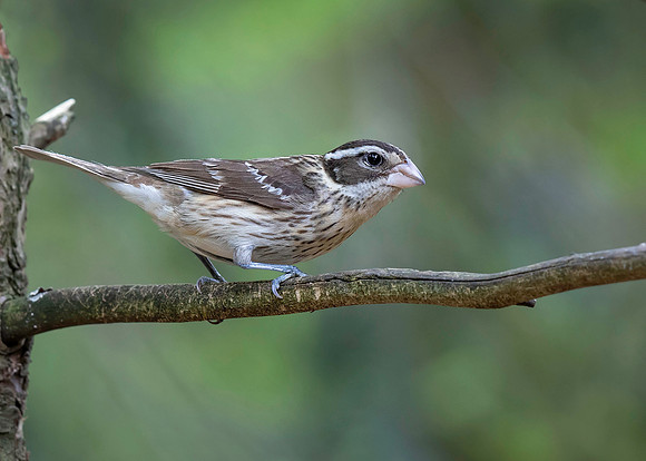 Rose-breasted Grosbeak