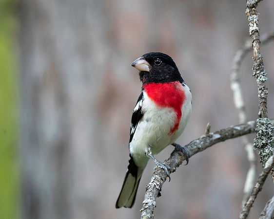 Rose-breasted Grosbeak