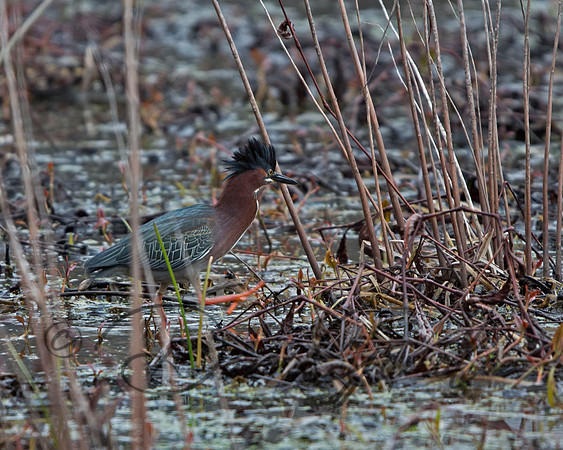 Green Heron