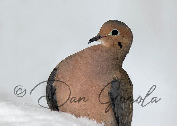 Mourning Dove