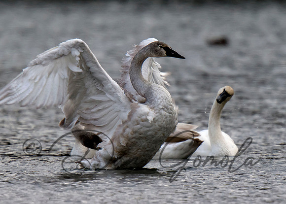 Trumpeter Swan