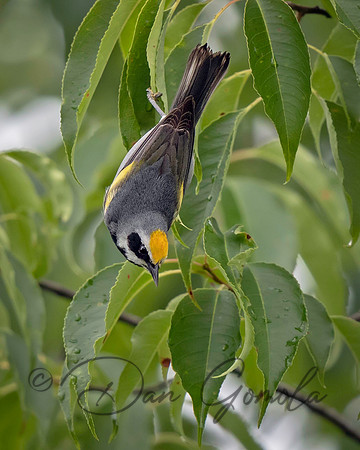 Golden-winged Warbler