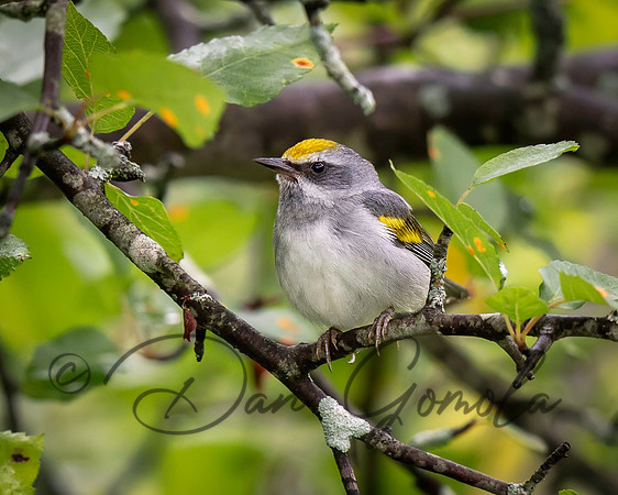 Golden-winged Warbler