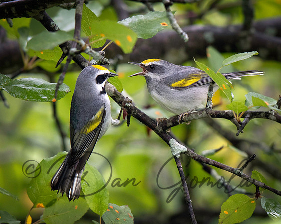 Golden-winged Warbler