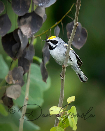 Golden-winged Warbler