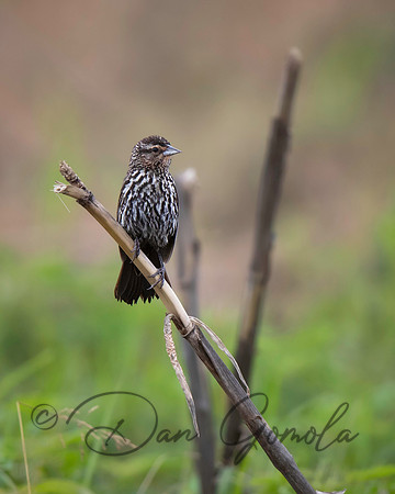 Red-winged Blackbird